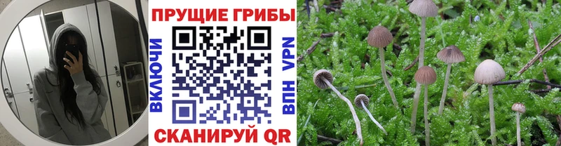 закладка  Костерёво  Галлюциногенные грибы прущие грибы 